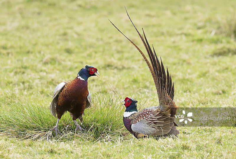 雉鸡打斗，英格兰，春天图片素材