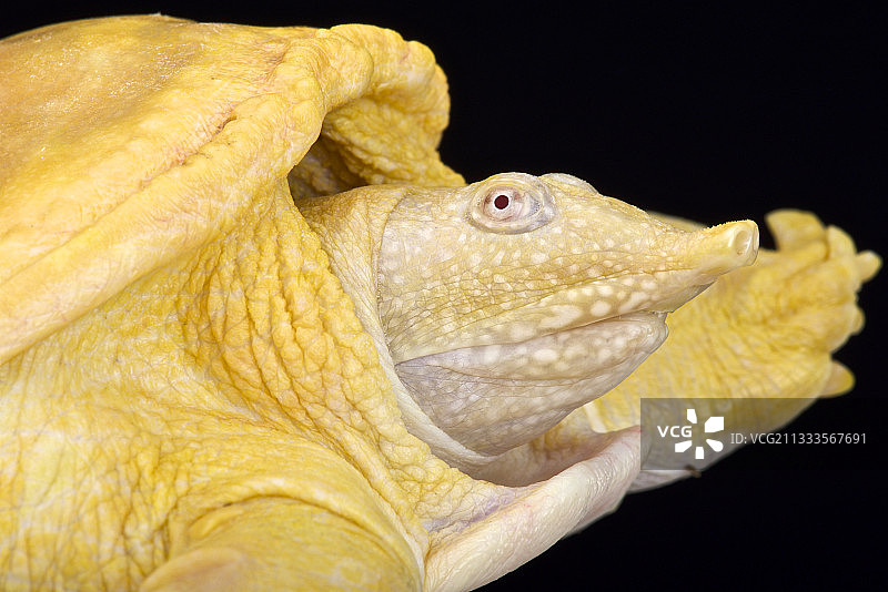 白化亚洲鳖图片素材