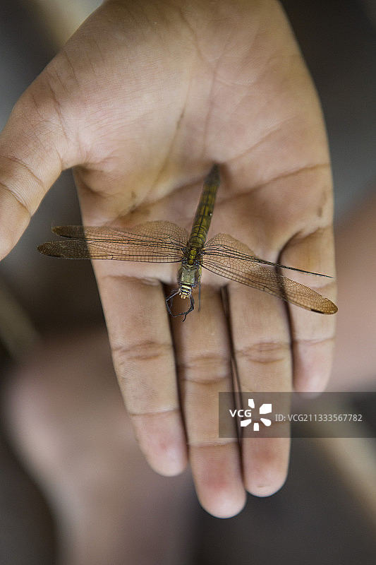 男孩展示他捕获的蜻蜓，印度尼西亚苏门答腊岛锡berut岛图片素材