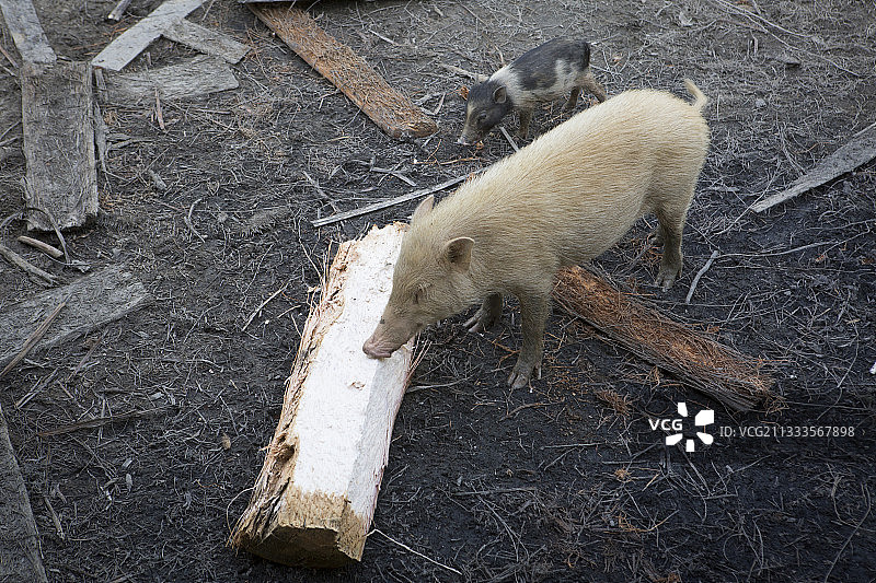 食用西米棕榈的猪，苏门答腊岛，印度尼西亚图片素材