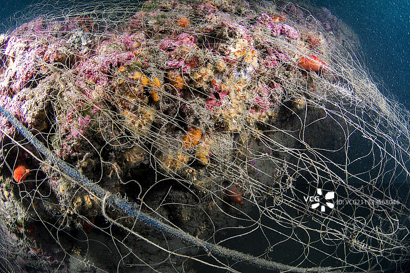 废弃渔网中的珊瑚礁 - 法国阿加特海岸保护区地中海图片素材