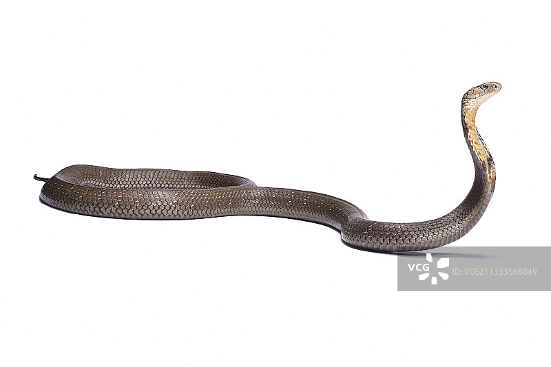 白色背景上的眼镜王蛇图片素材