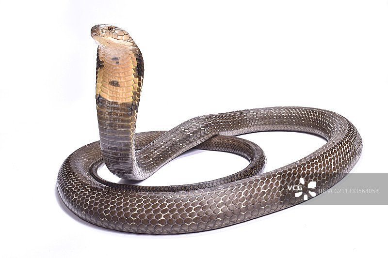 白色背景上的眼镜王蛇图片素材