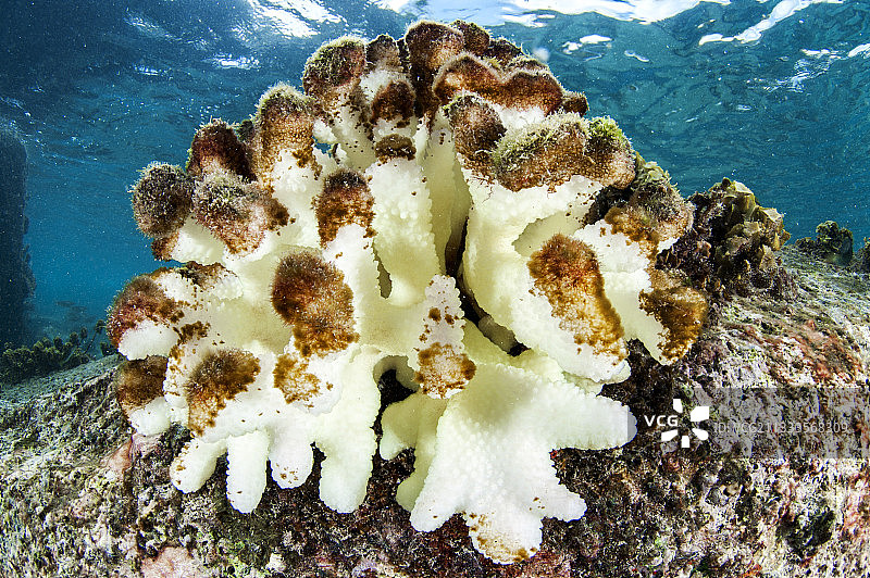 珊瑚（鹿角珊瑚）的白化，开始被藻类覆盖。这是水温异常升高导致珊瑚的共生微藻（虫黄藻）离开，从而导致珊瑚群落白化。塞舌尔图片素材