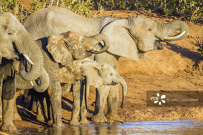 在水边饮水的非洲丛林象群，南非克鲁格国家公园图片素材