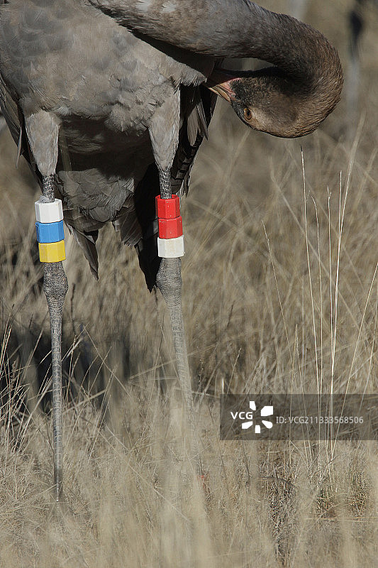 灰鹤，腿上有识别环的未成年鹤，在西班牙加洛坎塔泻湖越冬图片素材