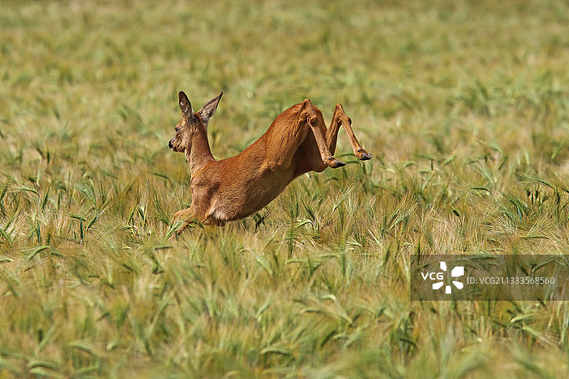 在法国诺曼底大麦田中跳跃的雌性狍图片素材