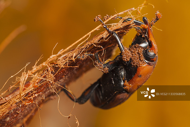 被螨虫侵染的红棕象甲雄虫图片素材