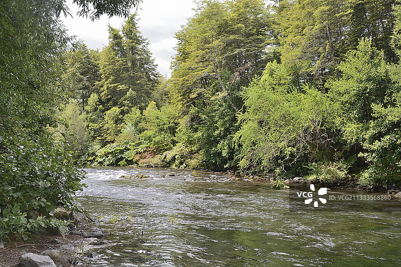 智利文森特·佩雷斯·罗萨莱斯国家公园彼得罗韦河沿岸的植被图片素材