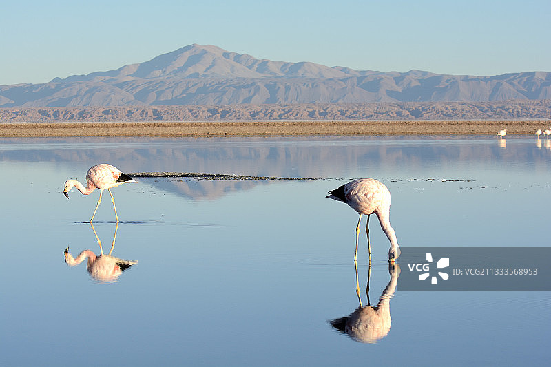 安第斯火烈鸟图片素材