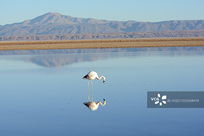 安第斯火烈鸟图片素材