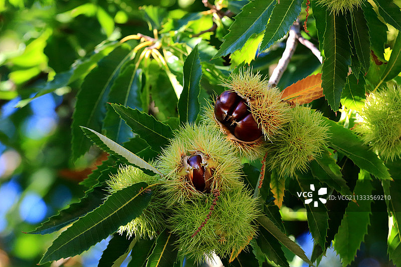 甜栗（Castanea sativa），树上带壳的栗子，法国阿尔萨斯上莱茵省伊尔弗斯图片素材