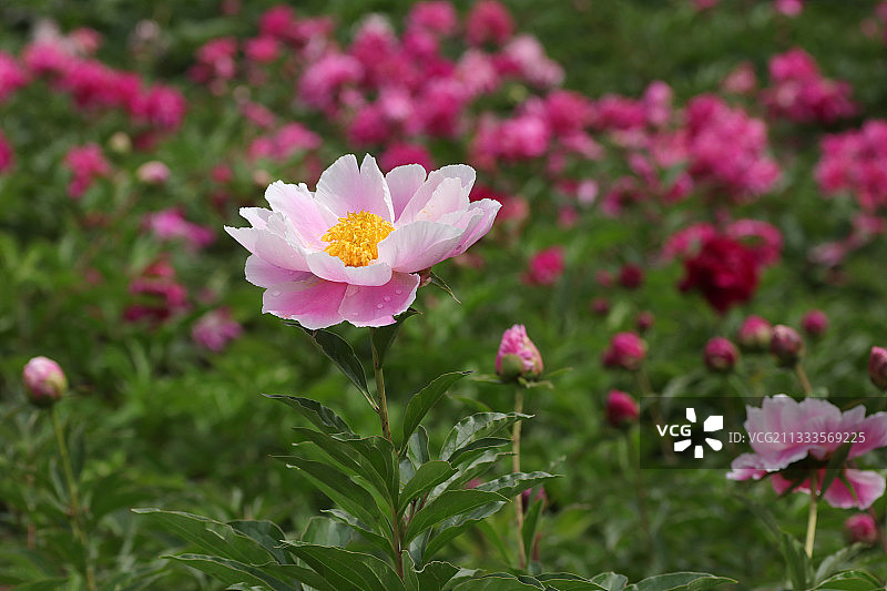 在西安盛开的芍药花图片素材