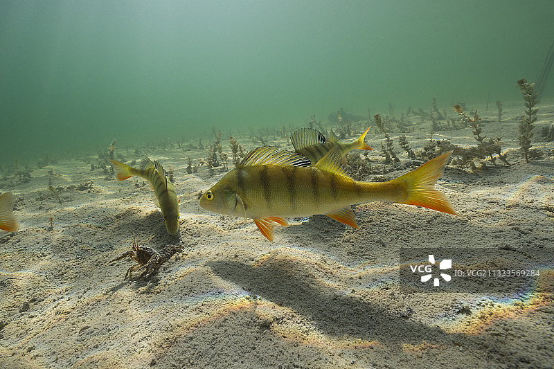 普通鲈鱼戏弄小龙虾，法国汝拉湖图片素材