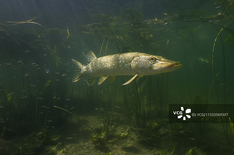 梭子鱼（白梭吻鲈）自然环境，法国汝拉湖图片素材
