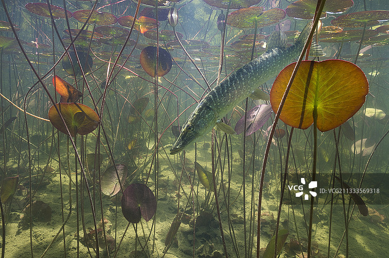 梭子鱼（白梭吻鲈）自然环境，法国汝拉湖图片素材