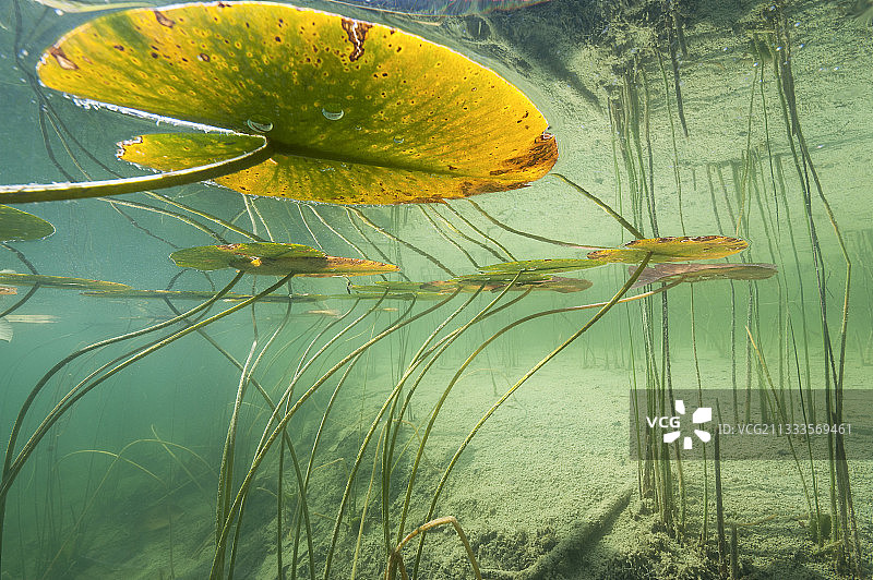 法国汝拉湖的黄色睡莲（Nuphar lutea）图片素材