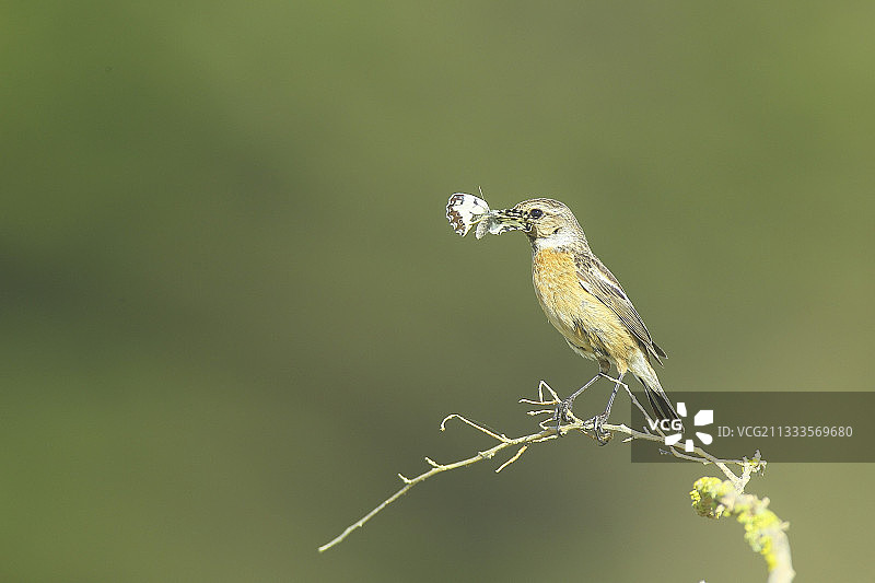 在树枝上的欧鸲（Saxicola rubetra）雌性，喙里叼着一只蝴蝶，奥迪耶纳湾，布列塔尼，法国图片素材