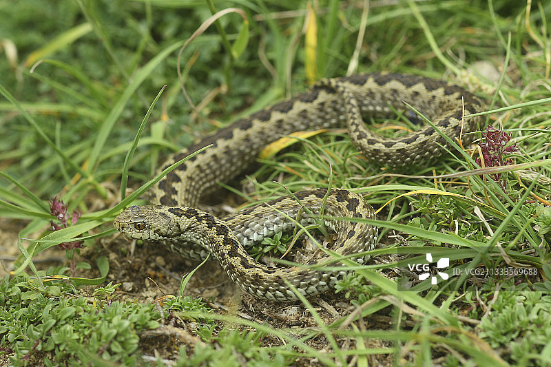 草丛中的奥尔西尼蝰蛇，法国上普罗旺斯阿尔卑斯省图片素材
