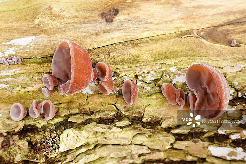 木耳，法国阿尔萨斯图片素材