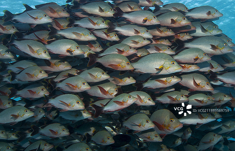 隆背红笛鲷鱼群（Lutjanus gibbus）在蒂普塔山口休息，位于法属波利尼西亚图阿莫图群岛兰吉罗阿环礁，太平洋图片素材