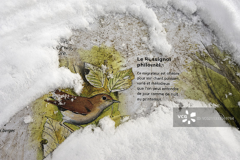 雪地里的红喉歌鸲，法国贝尔福地区图片素材