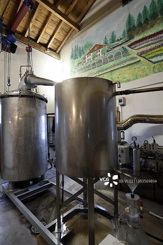 普通云杉（欧洲云杉）的蒸馏，蒸馏器，Ferme du Bien Etre，精油、凉茶生产商，法国沃日热拉尔梅图片素材