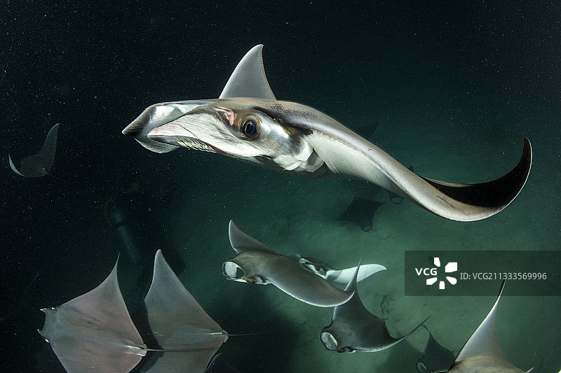 芒克蝠鲼鱼群夜间以浮游生物为食，地点：墨西哥下加利福尼亚州图片素材