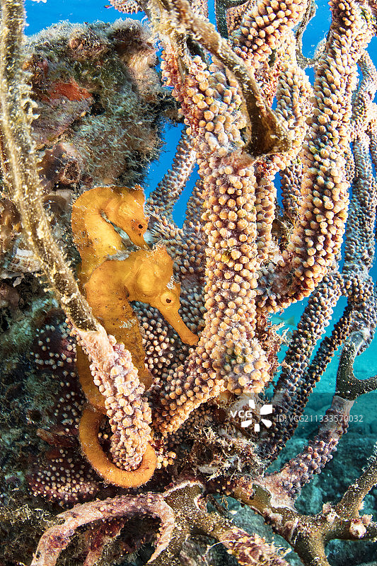 科尔特斯海，萨尔瓦铁拉沉船潜水点的太平洋海马图片素材