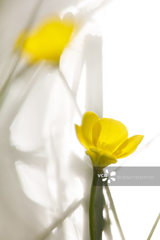 匍匐毛茛，法国阿尔萨斯图片素材