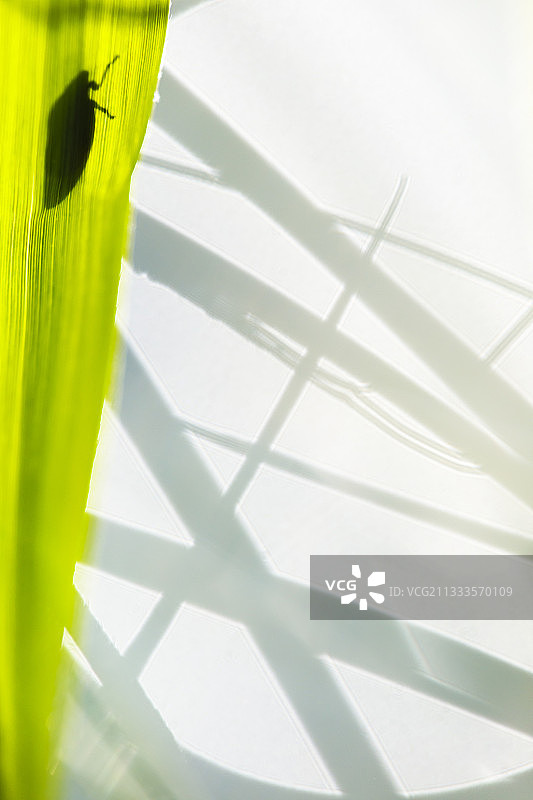 沫蝉与光，耀斑和长脚蛛剪影，法国阿尔萨斯图片素材