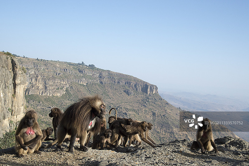 埃塞俄比亚德布雷利巴诺斯地区的狮尾狒群图片素材
