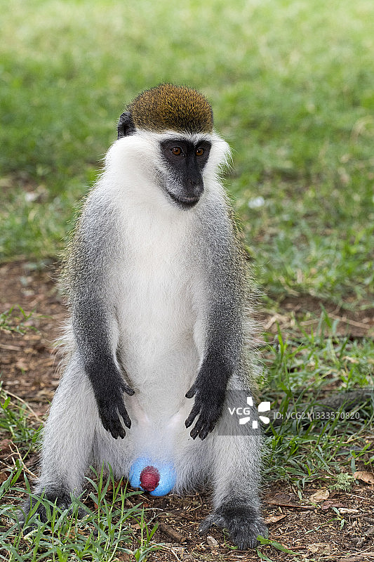 坐在草地上的绿猴（黑长尾猴），埃塞俄比亚图片素材