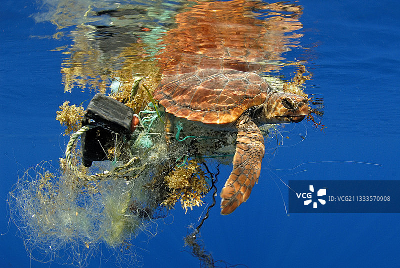 红海龟：被垃圾缠绕，特内里费岛，加那利群岛图片素材