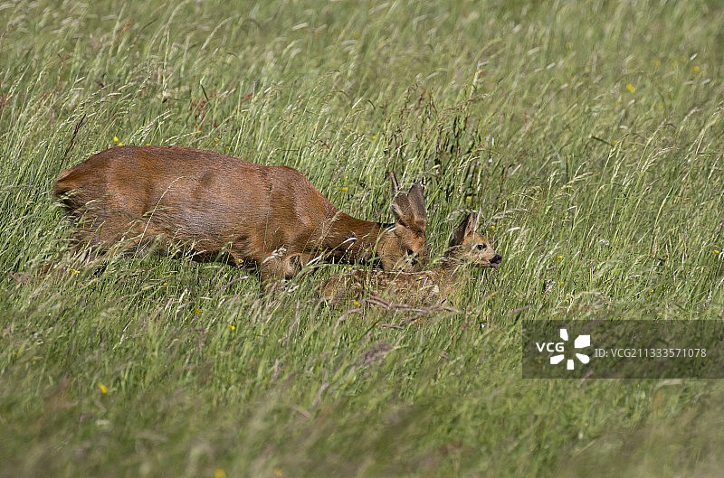 在英国春季草地上站立的欧洲狍（Capreolus capreolus）母鹿及其幼崽图片素材