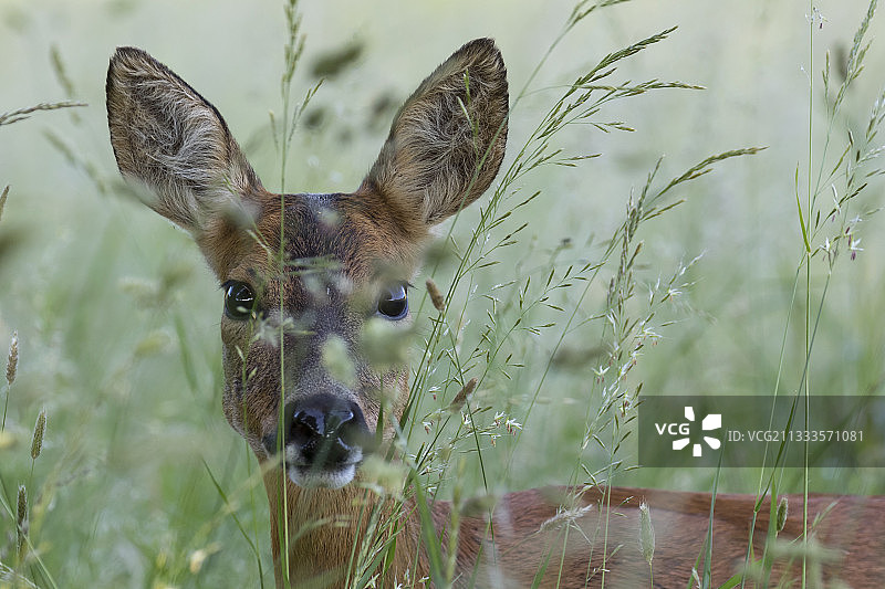 草地中的欧洲狍（母），英国，春季图片素材