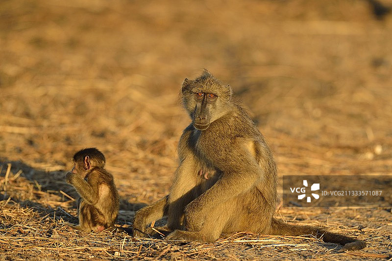 疣鼻狒狒与幼崽，博茨瓦纳乔贝图片素材