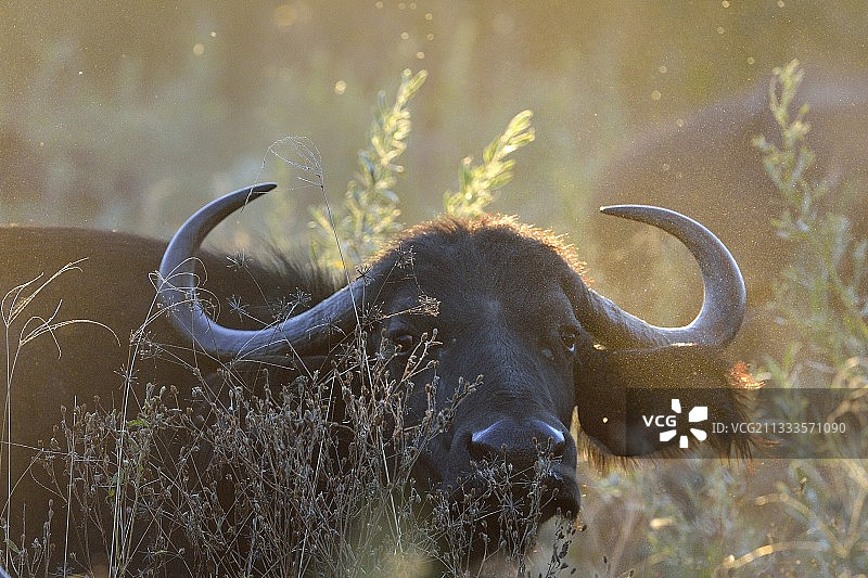博茨瓦纳乔贝国家公园的非洲水牛图片素材