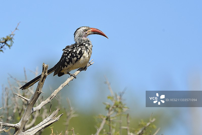 博茨瓦纳乔贝的红嘴犀鸟图片素材
