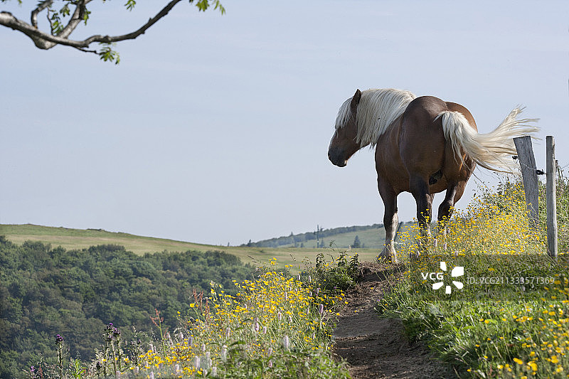 孔图瓦马，山地牧场，克雷特山路，孚日，法国图片素材
