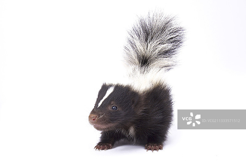 小条纹臭鼬图片素材