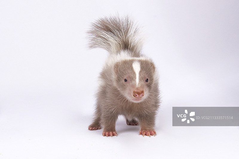 条纹臭鼬图片素材