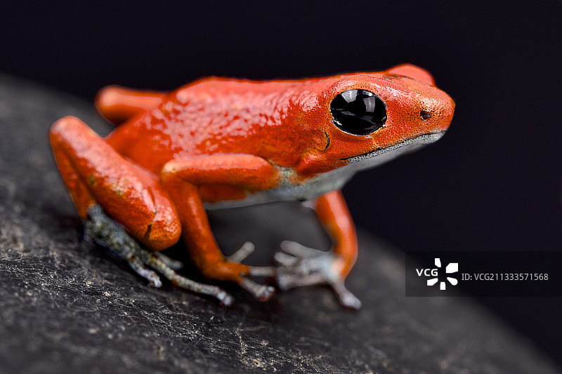 草莓箭毒蛙图片素材
