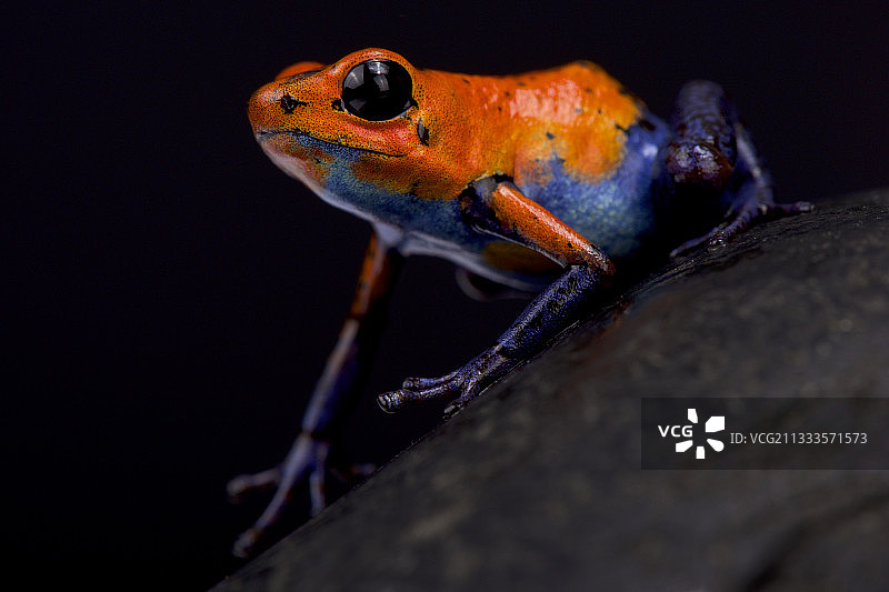 草莓箭毒蛙图片素材