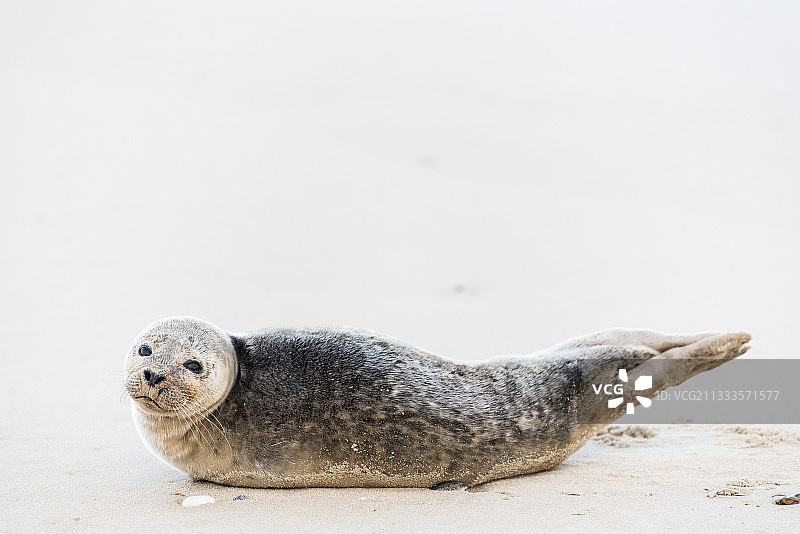 在法国奥帕尔海岸海滩上的小港海豹幼崽图片素材