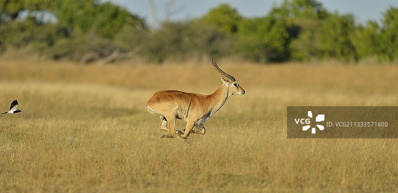 博茨瓦纳，赤羚在沼泽中奔跑，黑背麦鸡跟随图片素材