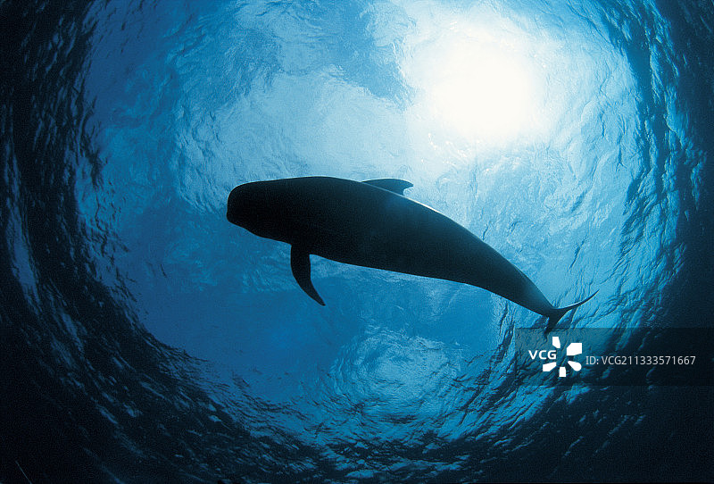短肢领航鲸（Globicephala macorhynchus）水下特写，特内里费岛，加那利群岛图片素材