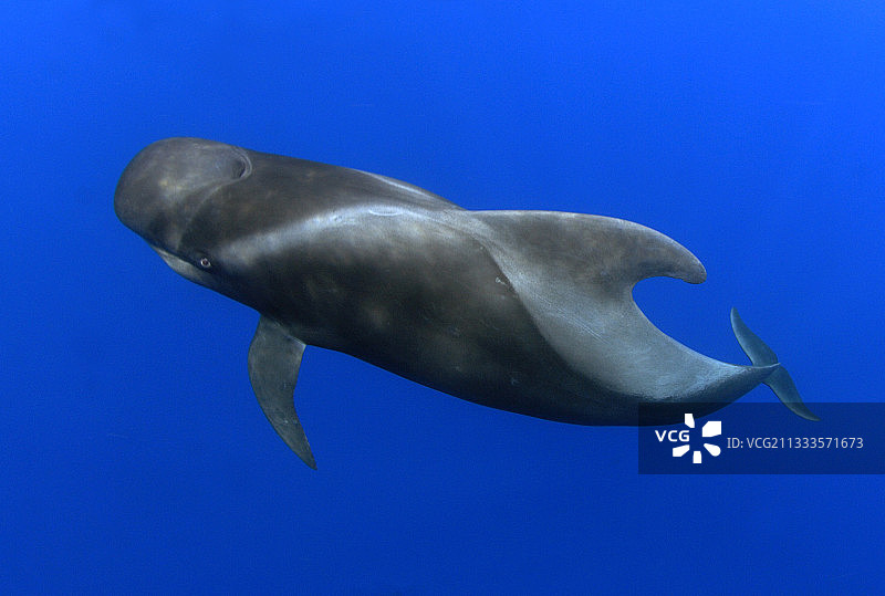 巨头鲸：成年鲸鱼特写，特内里费岛，加那利群岛图片素材