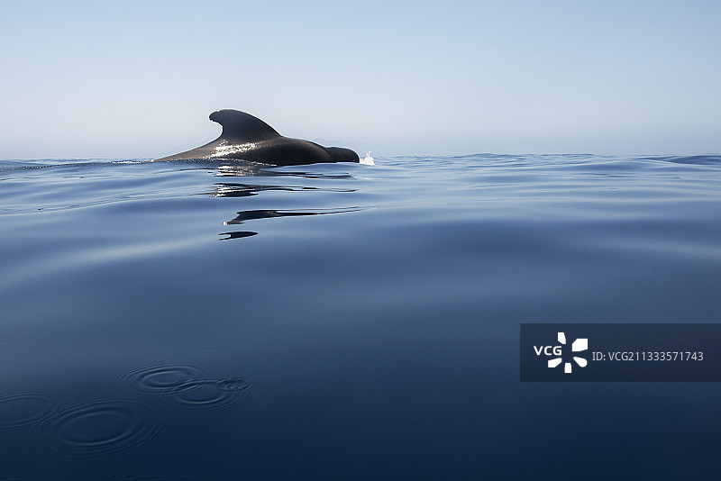 短肢领航鲸在海面，背鳍，特内里费岛，加那利群岛图片素材