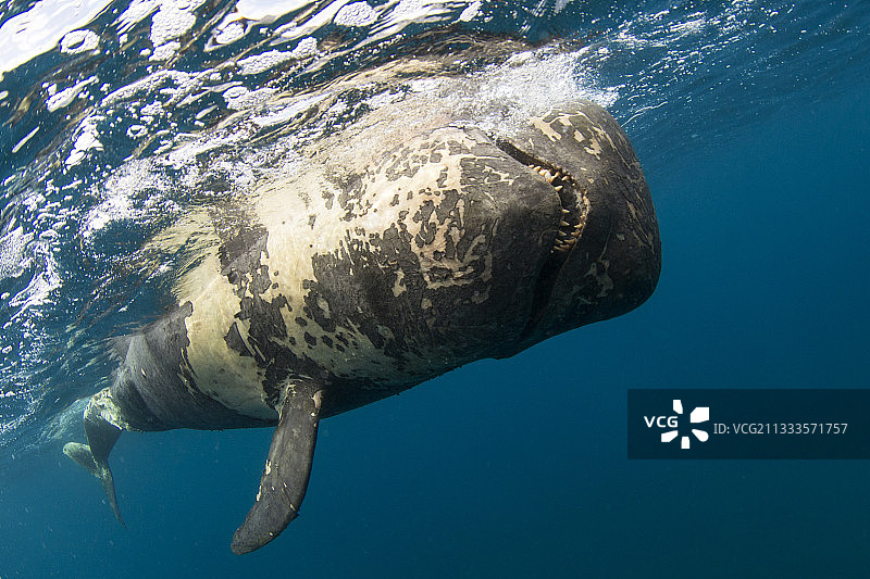 领航鲸（Globicephala macorhynchus），自然死亡，进行尸检以确定死亡原因，特内里费岛，加那利群岛。图片素材